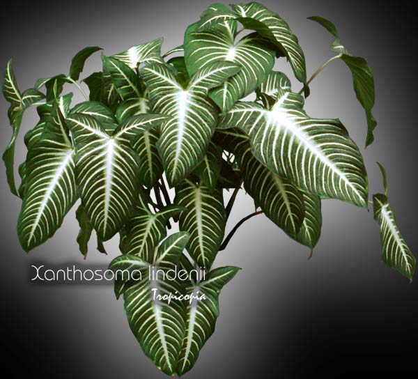 Feuillage - Xanthosoma lindenii - Choux indien - Indian kale